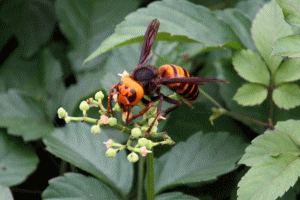 ハチの主な種類の画像