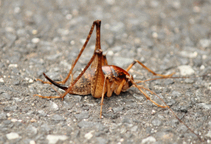 カマドウマの画像