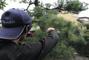 庭木・植木のお手入れ風景の画像