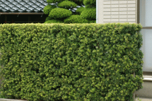 生垣の剪定風景の画像