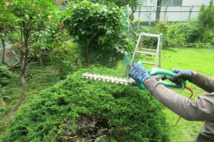 庭木の剪定風景の画像