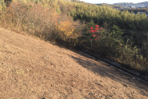 傾斜地の除草風景風景の画像