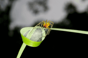 カバキコマチグモの画像